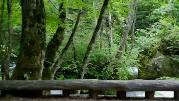 国产树林在线视频播放