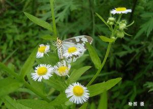 野花在线视频社区,探索虚拟世界的花海盛宴